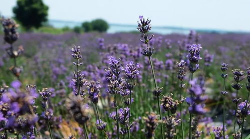 美翻了!成都周邊看花賞葉地圖出爐,柳葉馬鞭草正當時